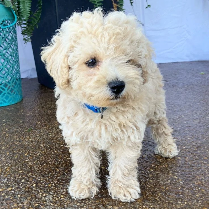 Maltipoo babák elado