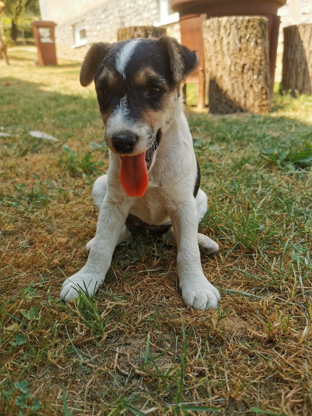 Foxi jellegű szuka kiskutya eladó!