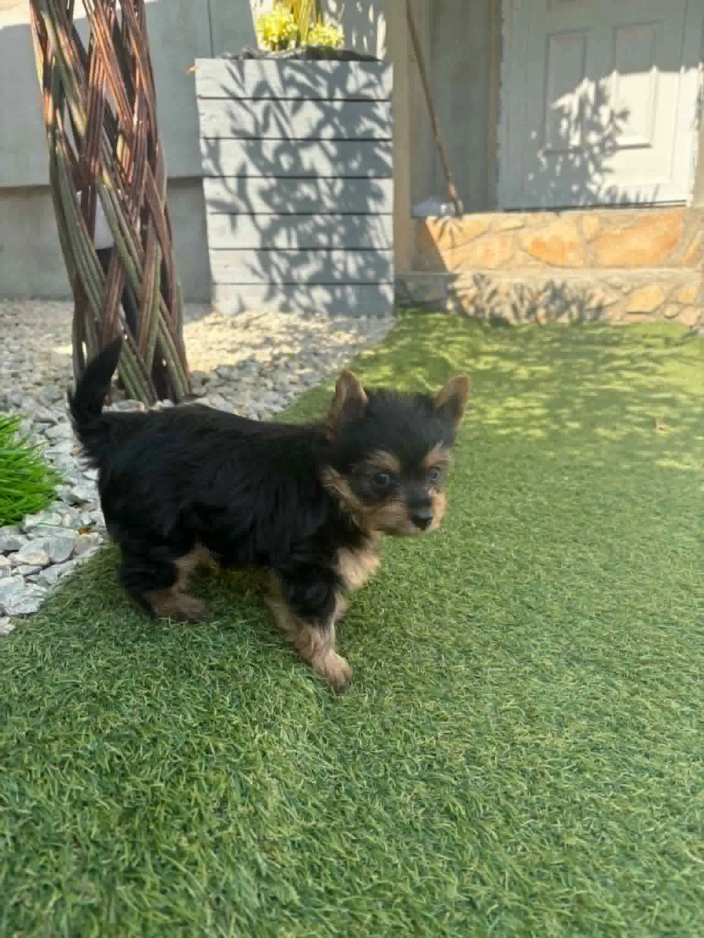 Eladó jorkshire terrier fiu kiskutya.