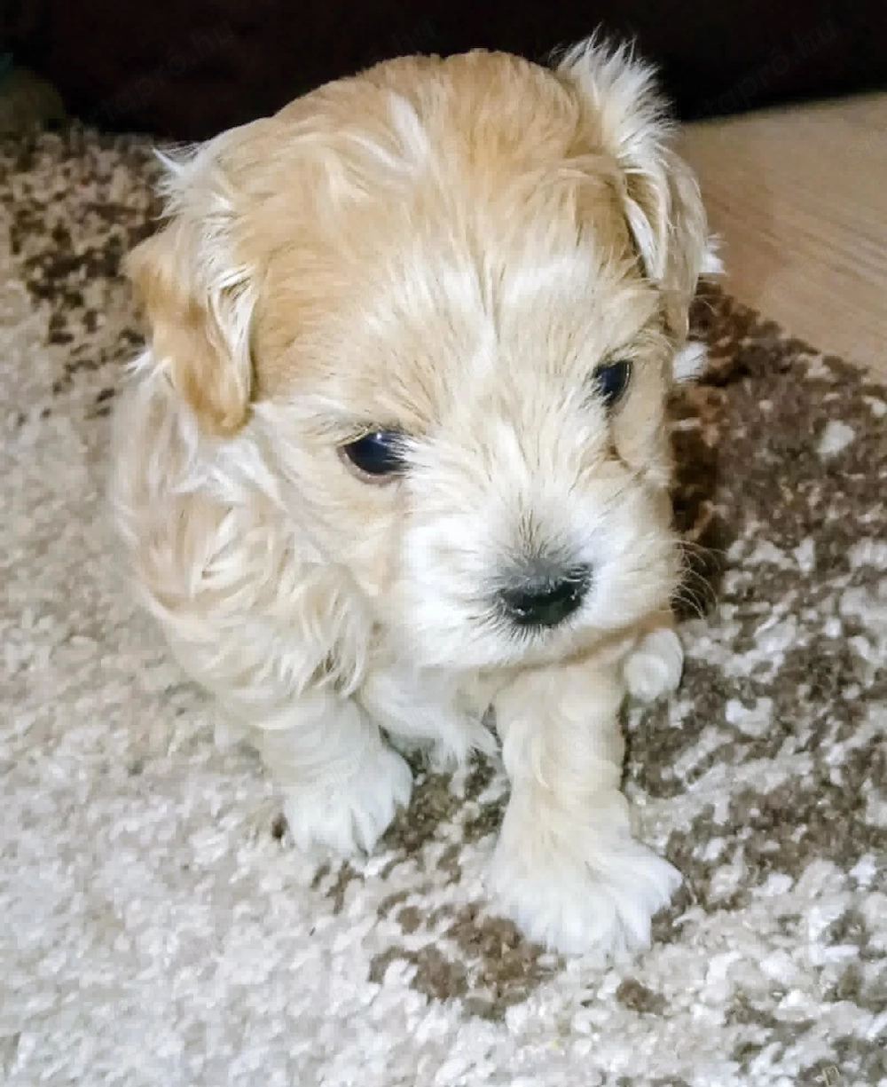 Maltipoo kisfiú kutyus szerető gazdit keres