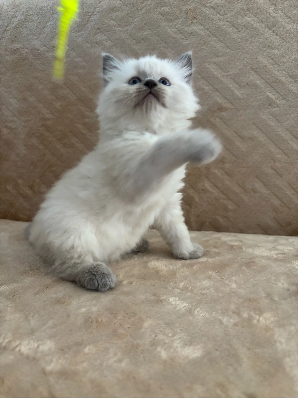 Ragdoll Babák