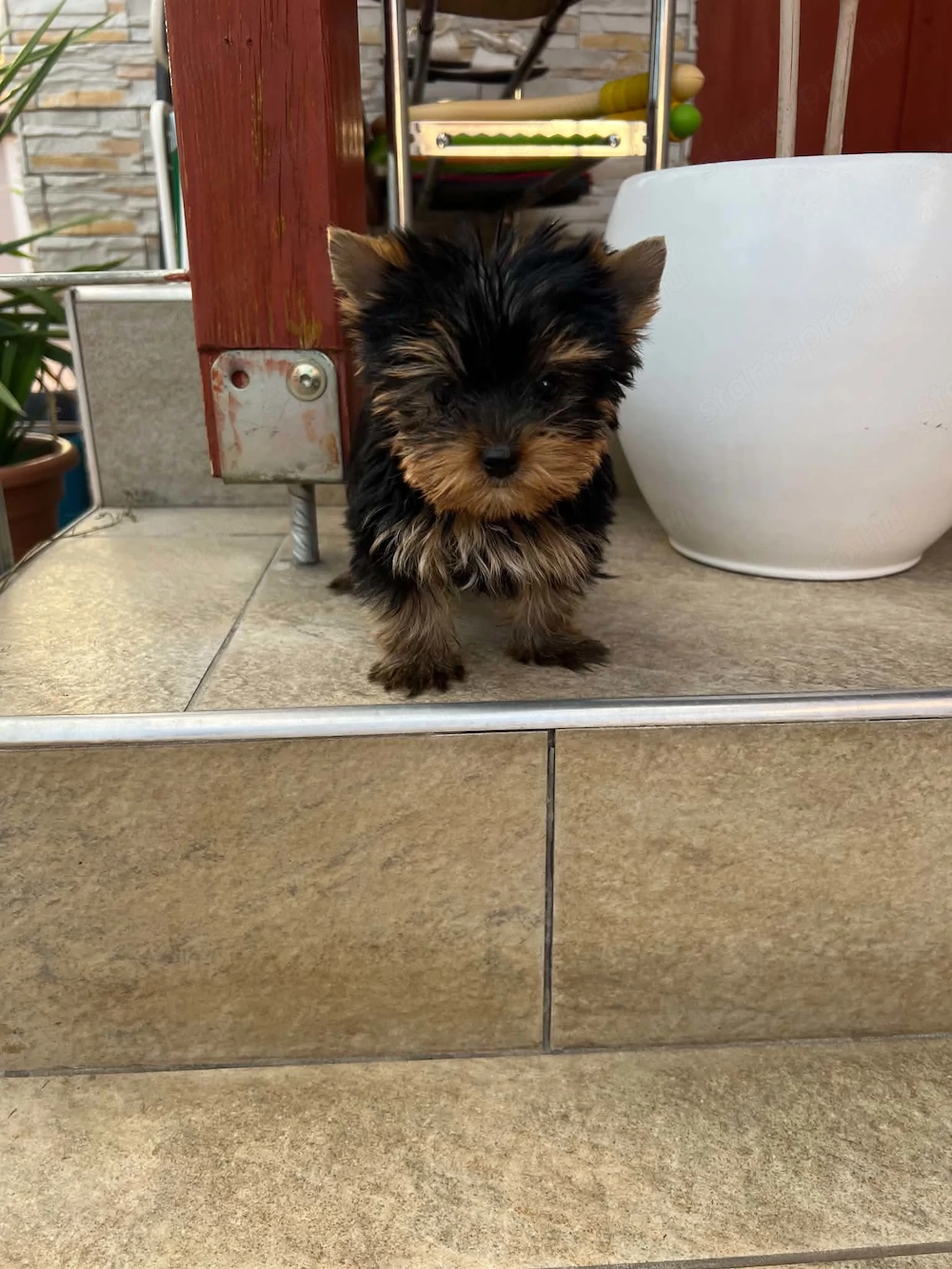 yorkshire terrier kutyus