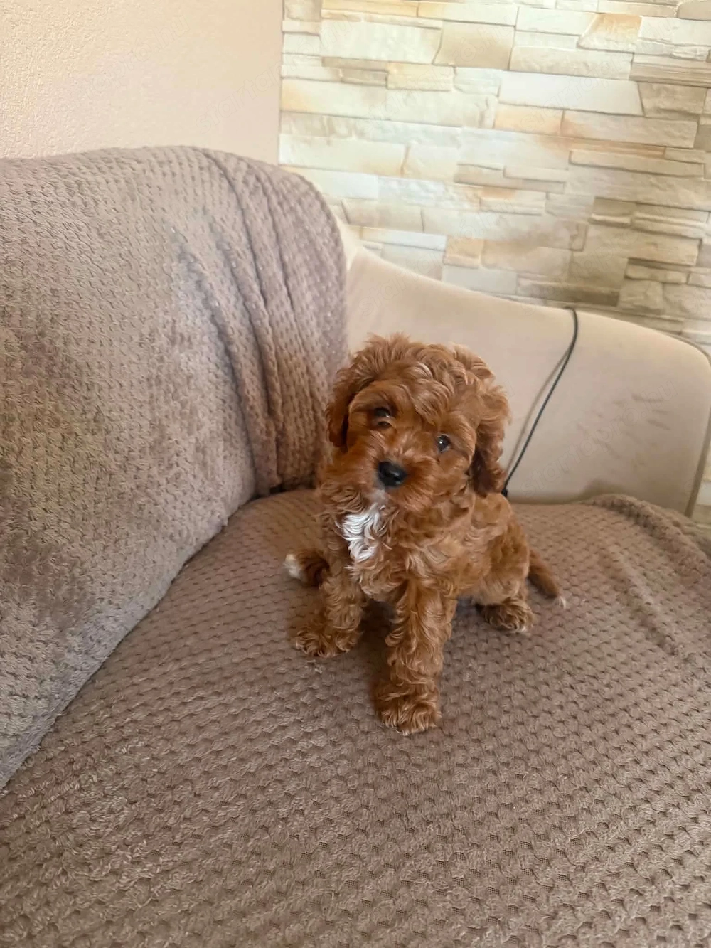 Cavapoo kiskutya