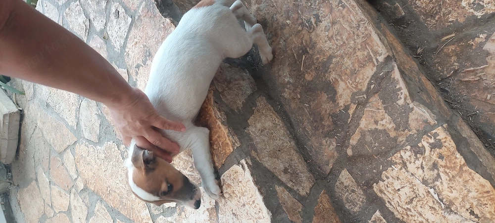 Eladó jack Russell kis fiu 