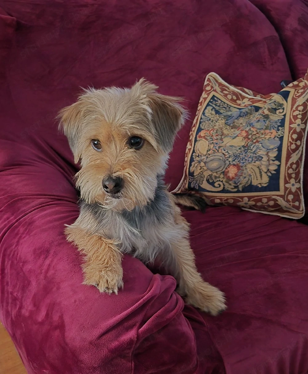 Yorki kan 