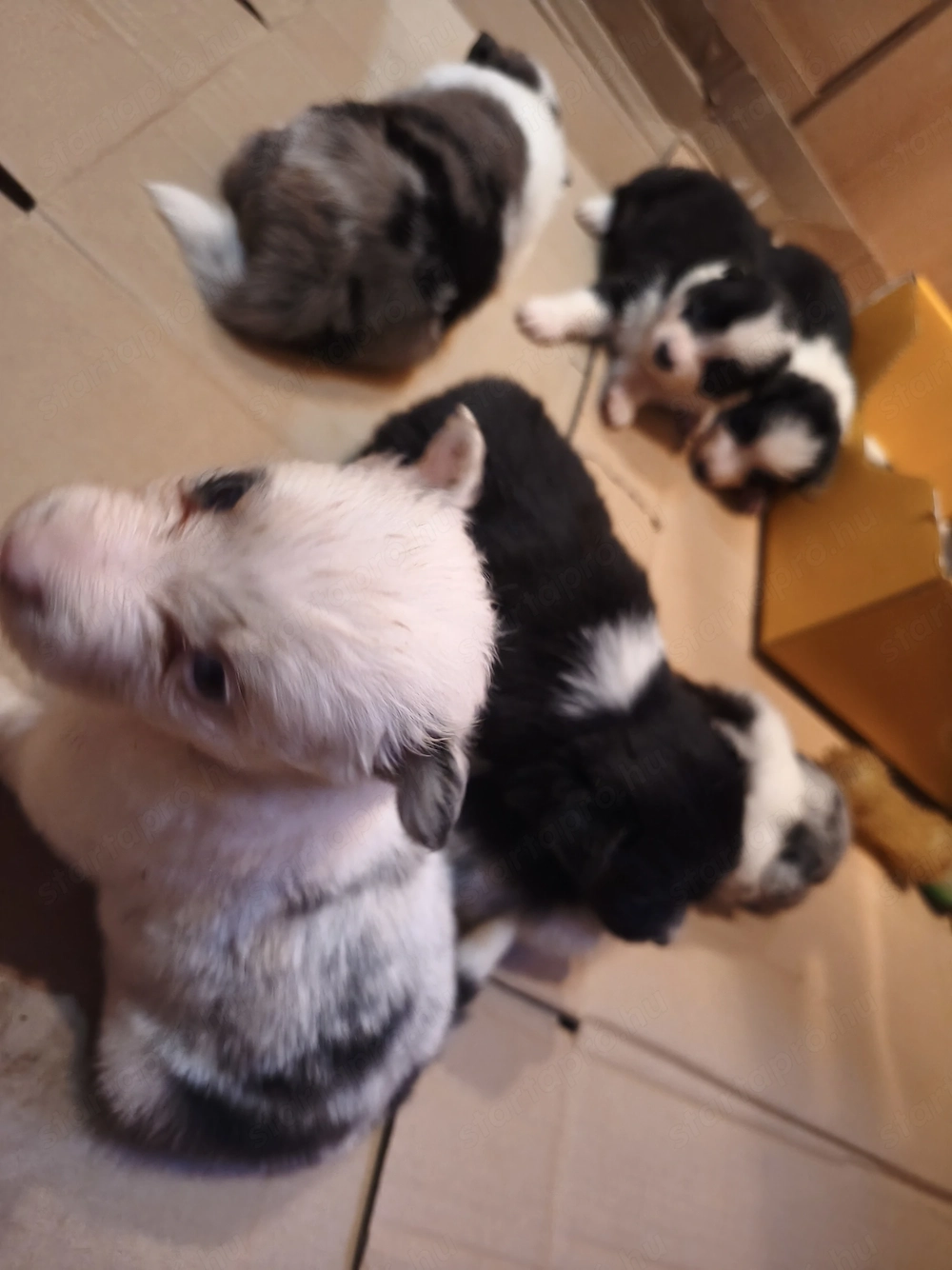 Border collie kiskutyák eladók!