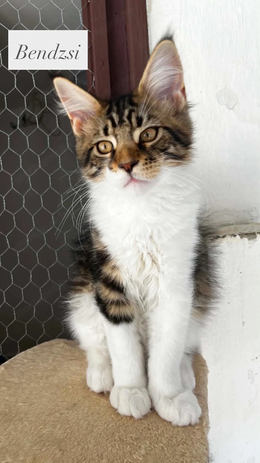 Eladó Maine Coon hobbira, szerződéssel,kizárolag benti tartásra !