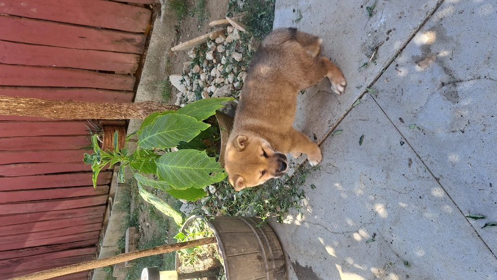 Shiba-inu kisfiú új családot keres