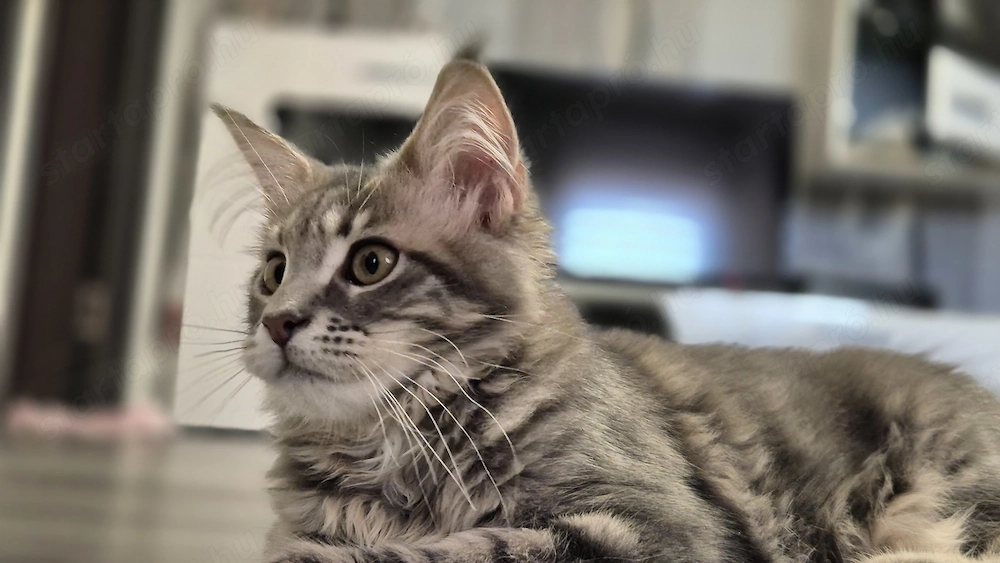 Maine coon kislány 