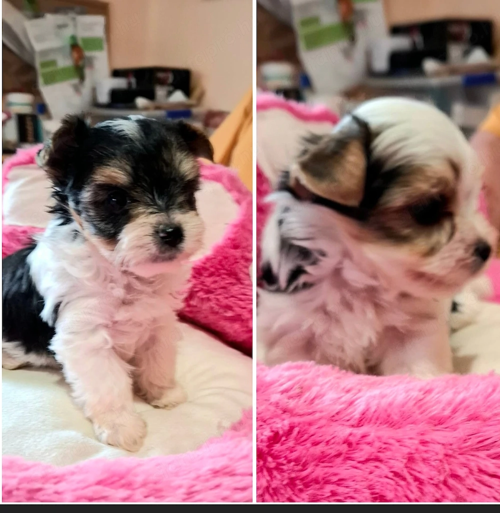 Yorkshire terrier