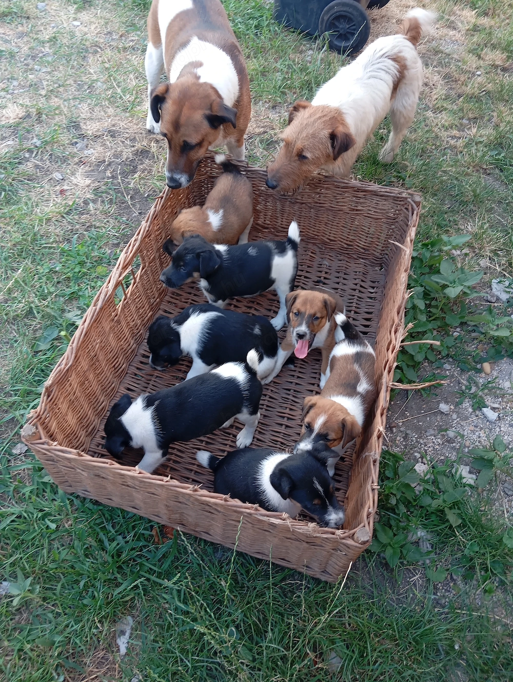 Foxi kutyusok gazdikeresők