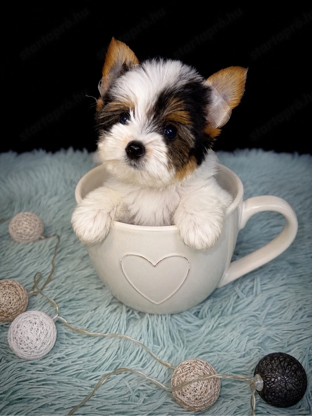 Biewer Yorkshire   yorki 