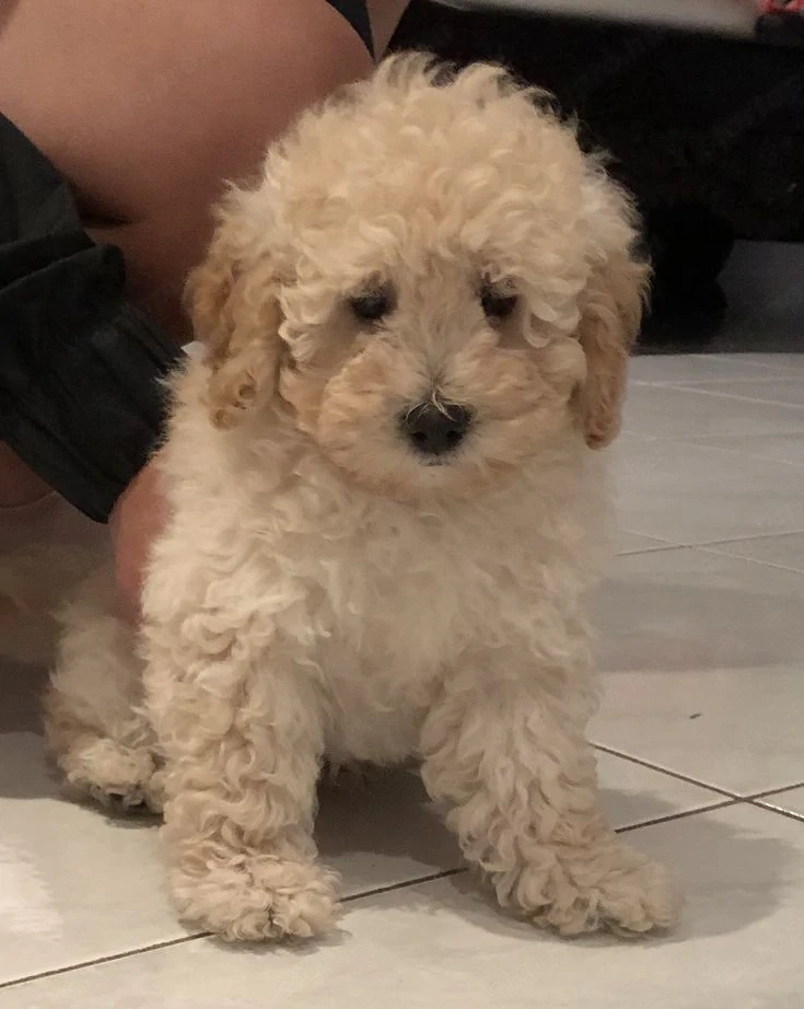 Maltipoo kölykök 