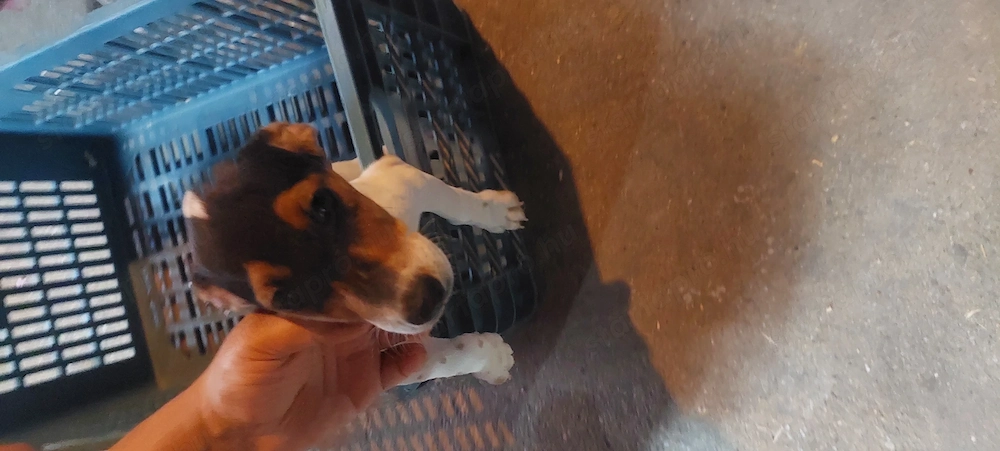 Eladó jack Russell kis kutyák 