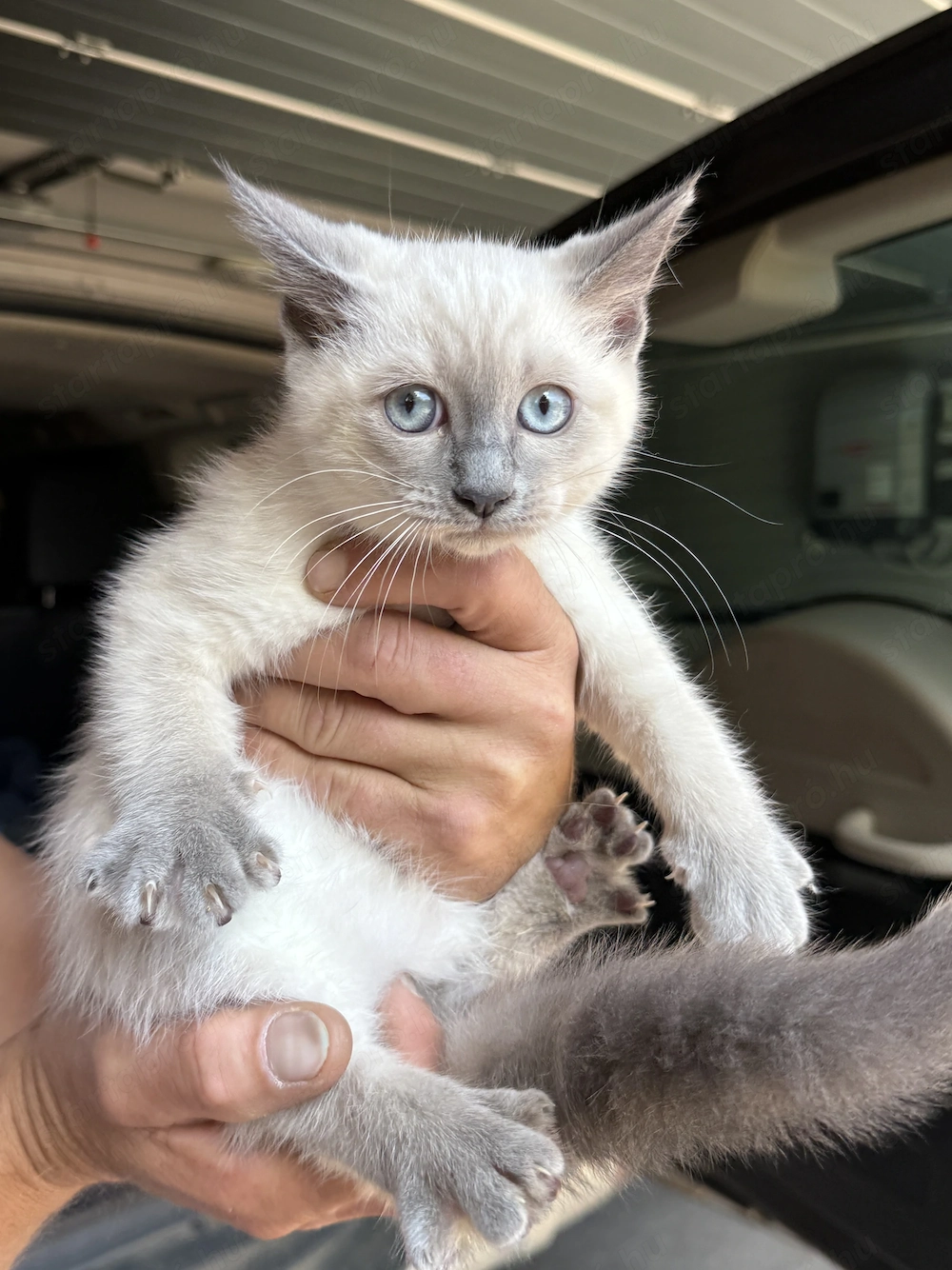 Ragdoll x Brit rövidszőrü.. eladó.. 12 hetesek..