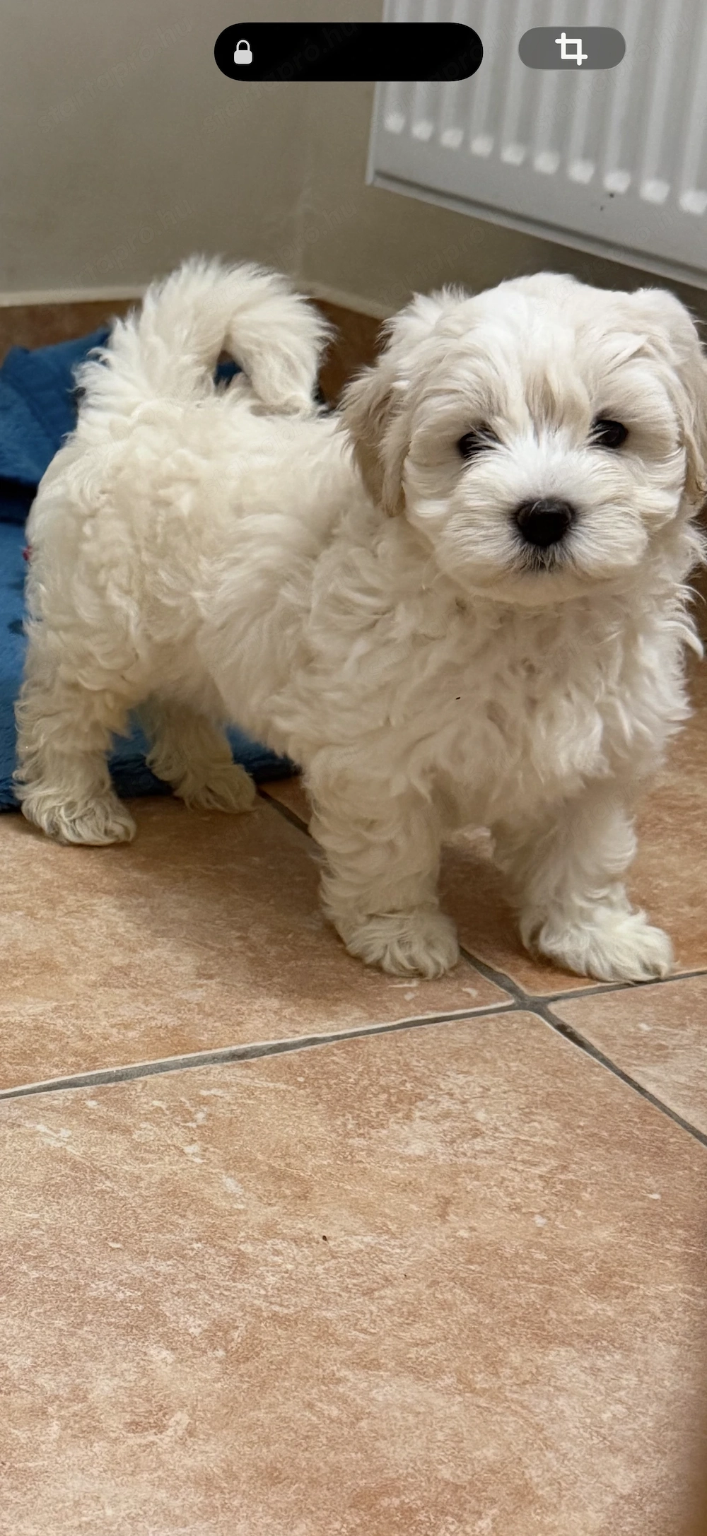 Maltipoo kiskutyák 