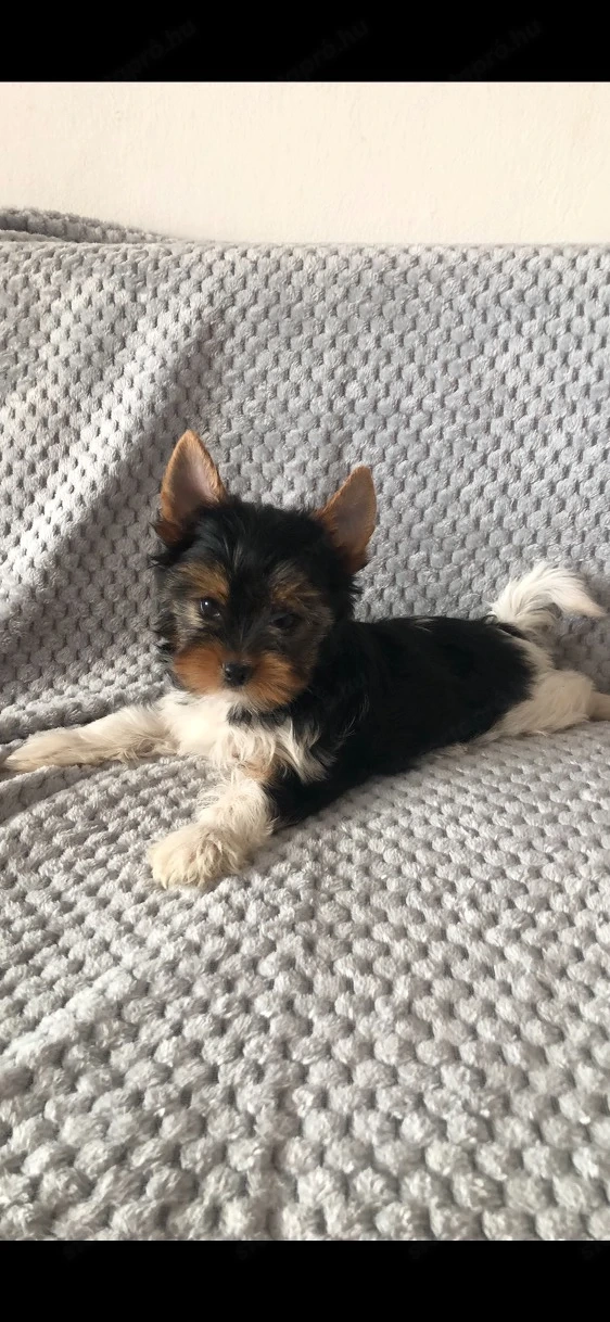 Biewer yorkie kiskutyák 
