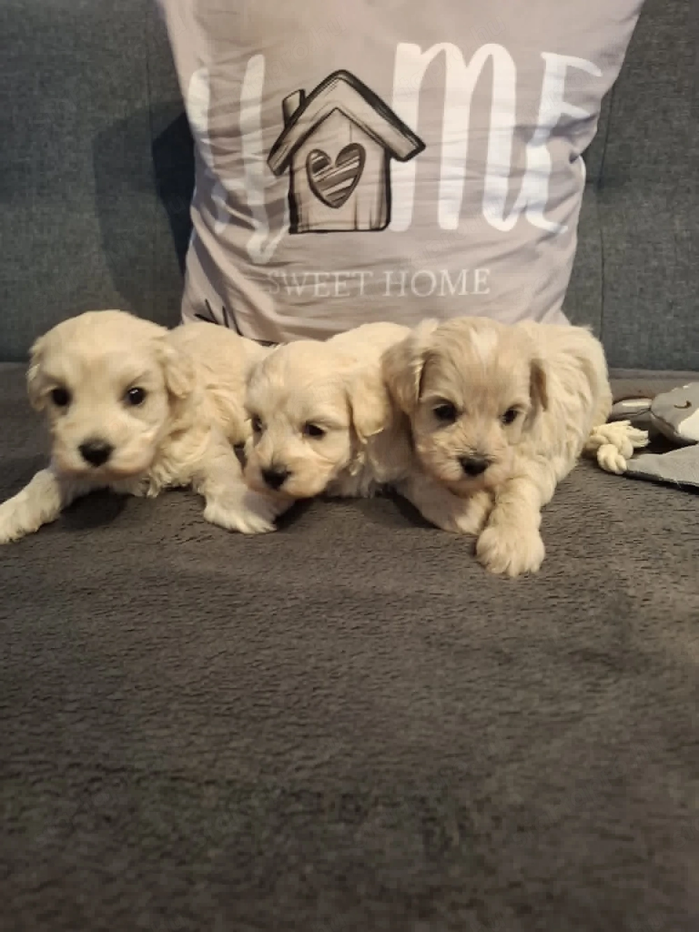 Maltipoo fajtatiszta jellegű kiskutyák foglalhatóak 