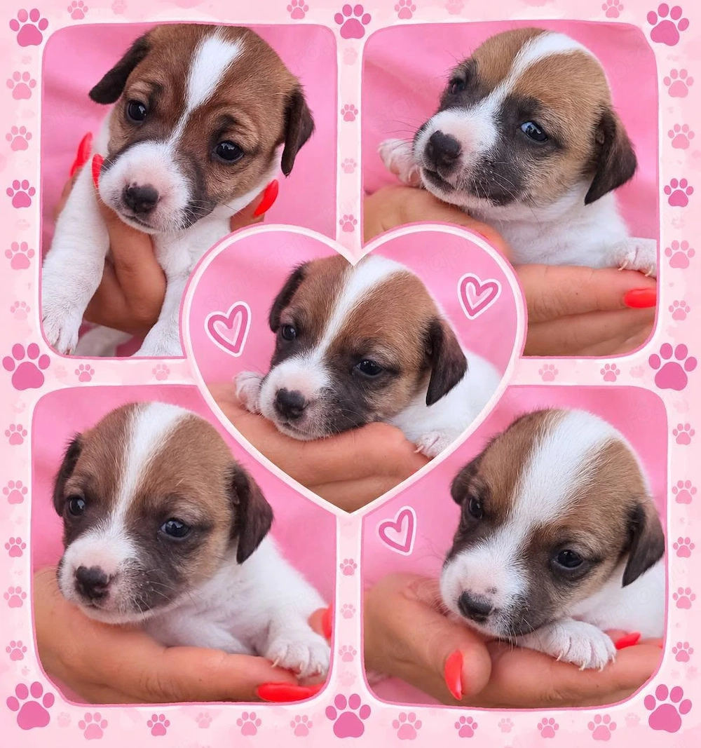 Fajtatiszta Jack Russel Terrier