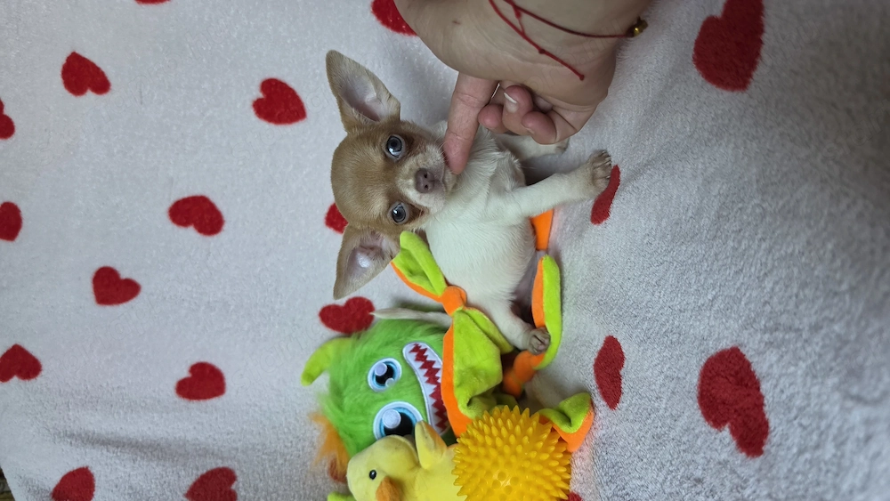 Pici méretű foltos csivava chihuahua kisfiú tenyésztötöl 