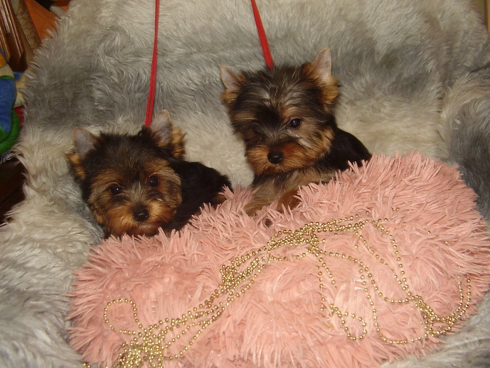 Yorki-Yorkshire terrier mini kislányok!