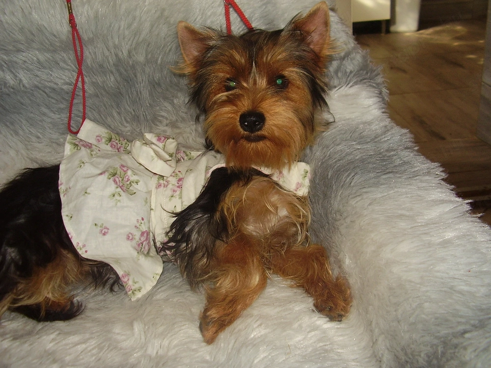 Yorki-yorkshire terrier szeretetgombóc normál méretű kislány