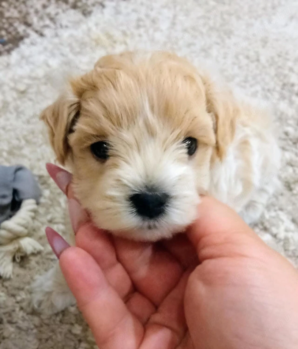Maltipoo picike kisfiú