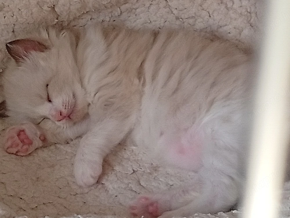 Cherubim Ragdoll (színes Ragdoll)