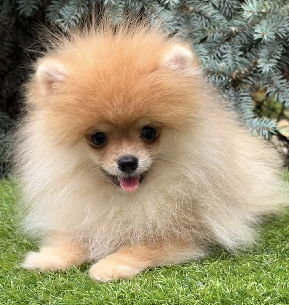 Pomerániai törpe spitz szuka