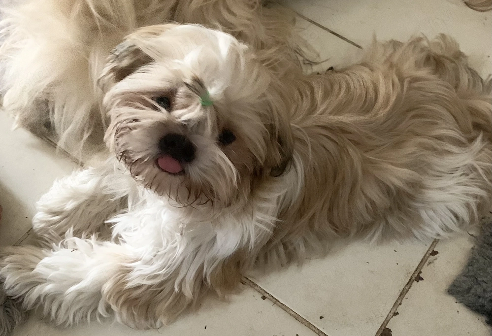 Shih Tzu kölyökkutya