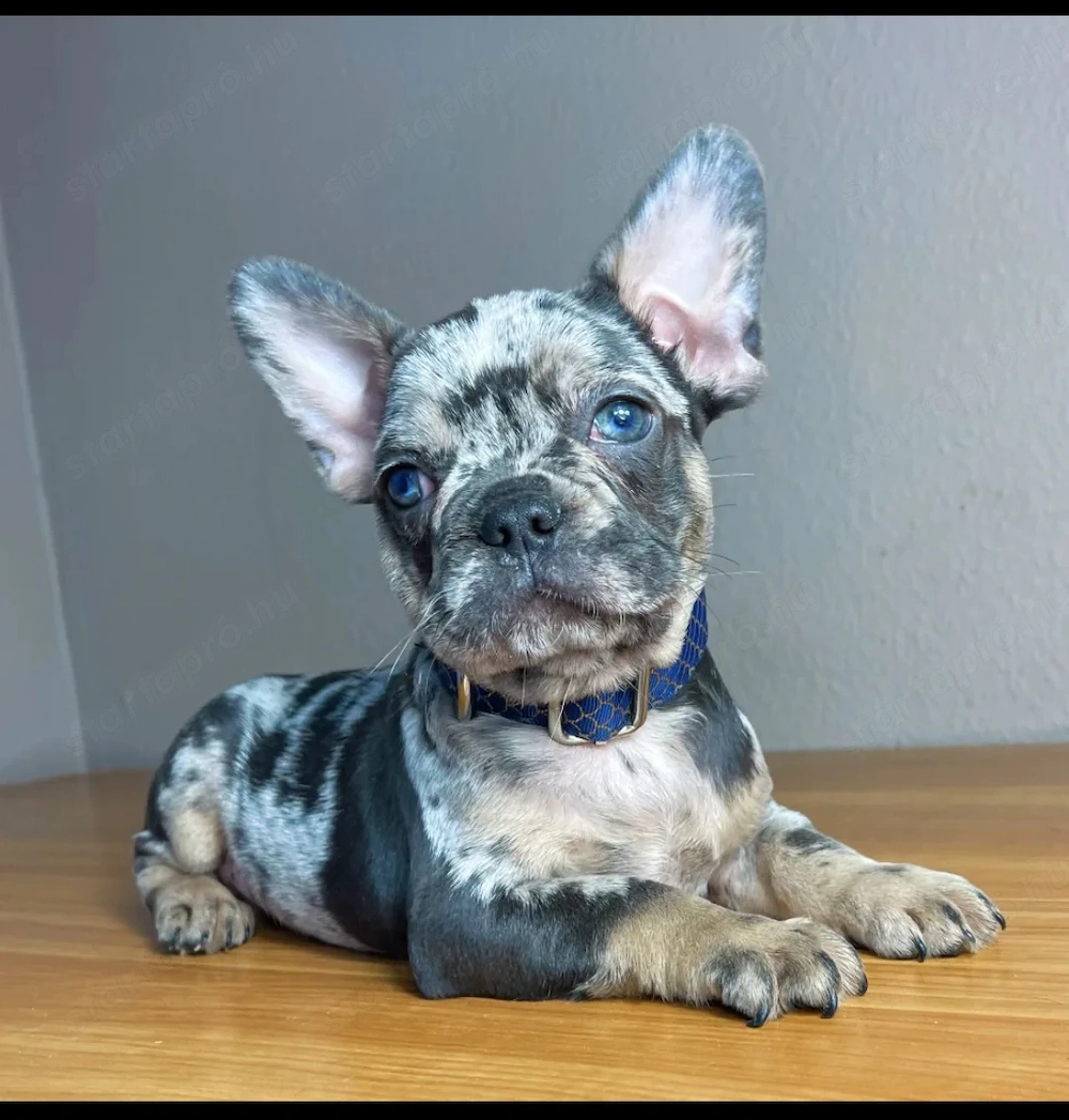 Francia bulldog kiskutyak