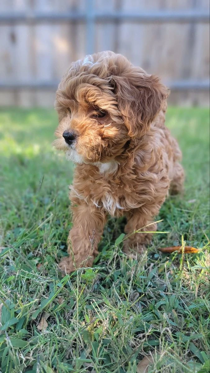 Maltipoo babák máshol szaladgálnának 