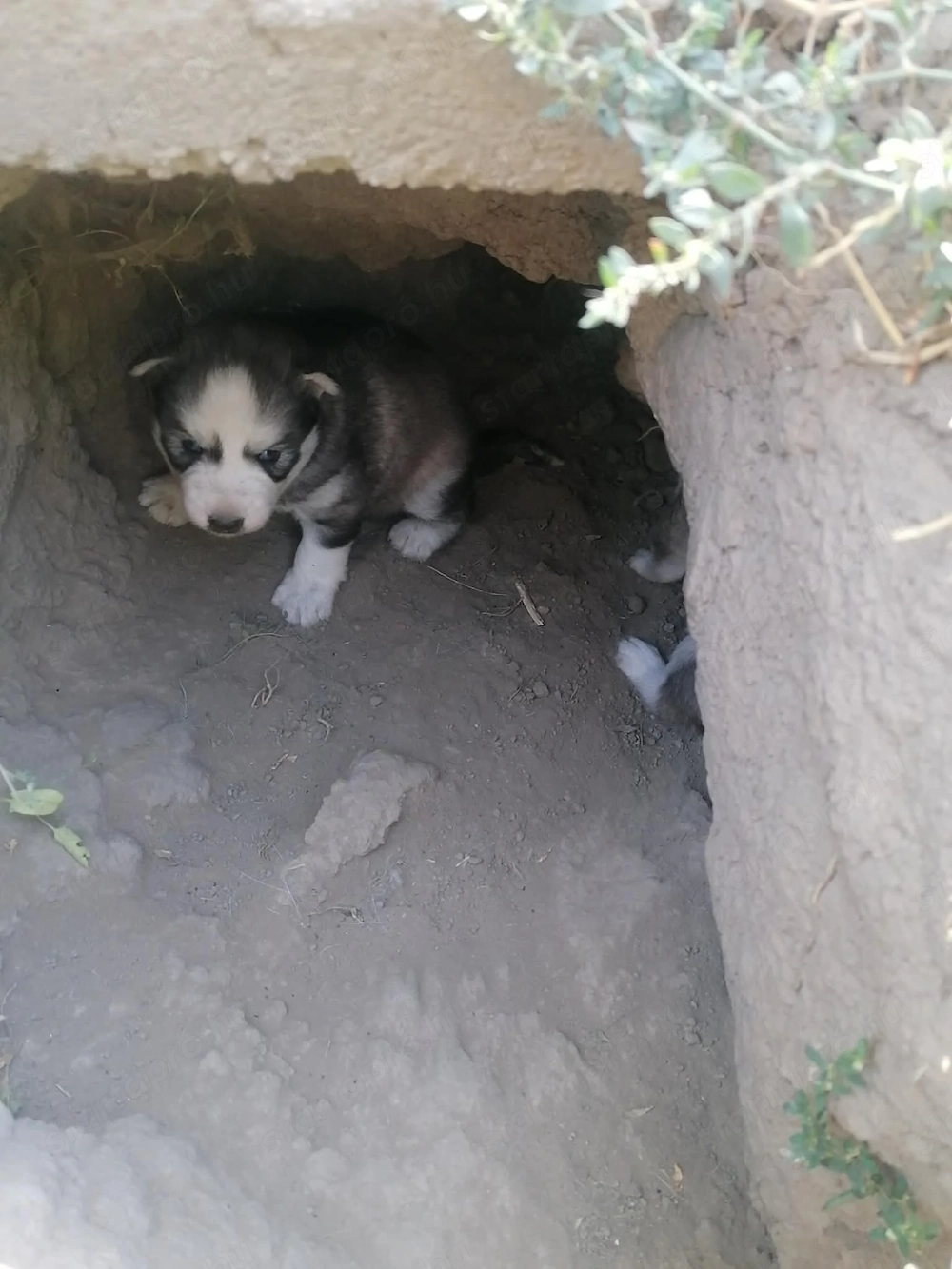 Fajtatiszta husky kiskutyák foglalhatok