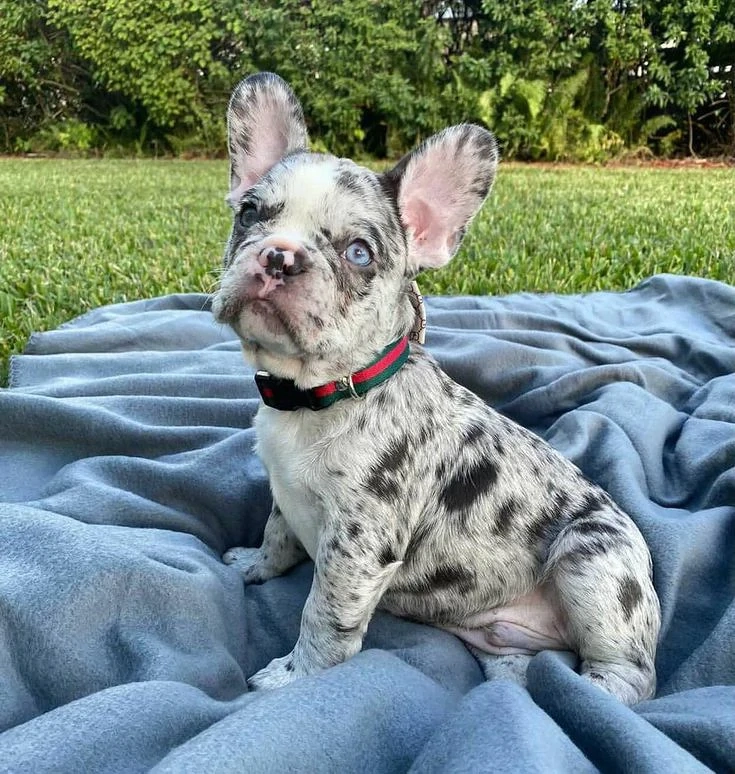 Francia bulldog kölykök 