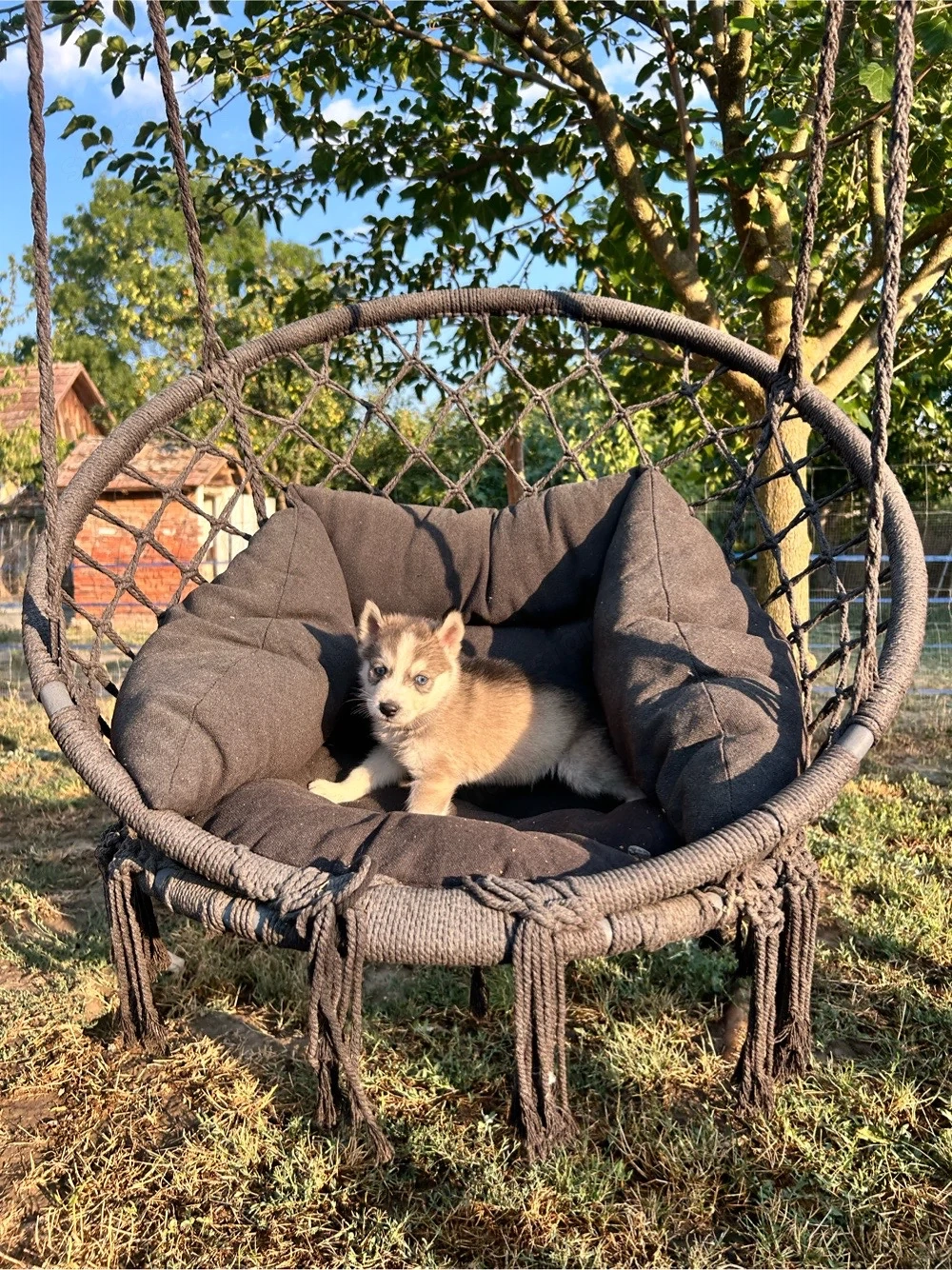 Husky kölykök