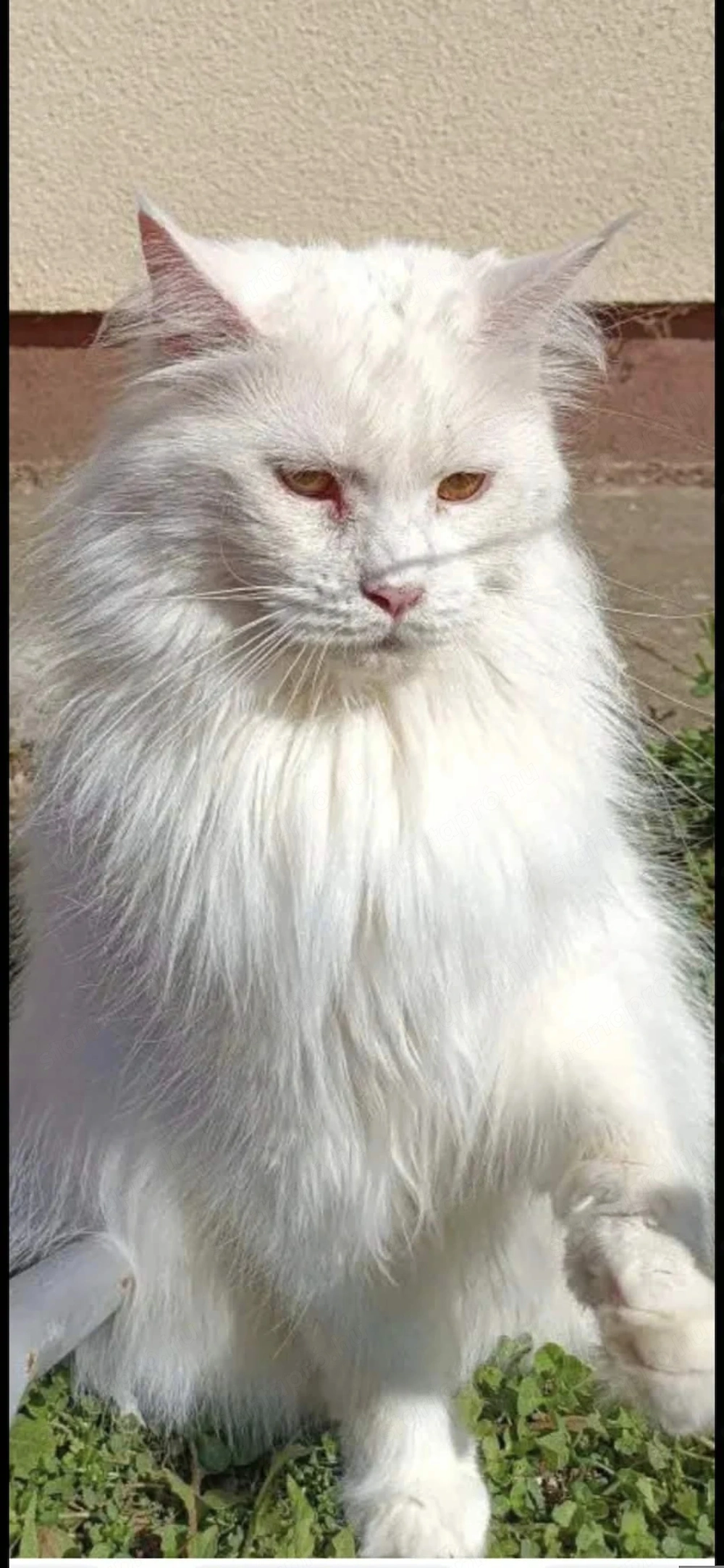 Törzskönyvezett maine coon nöstény cica 