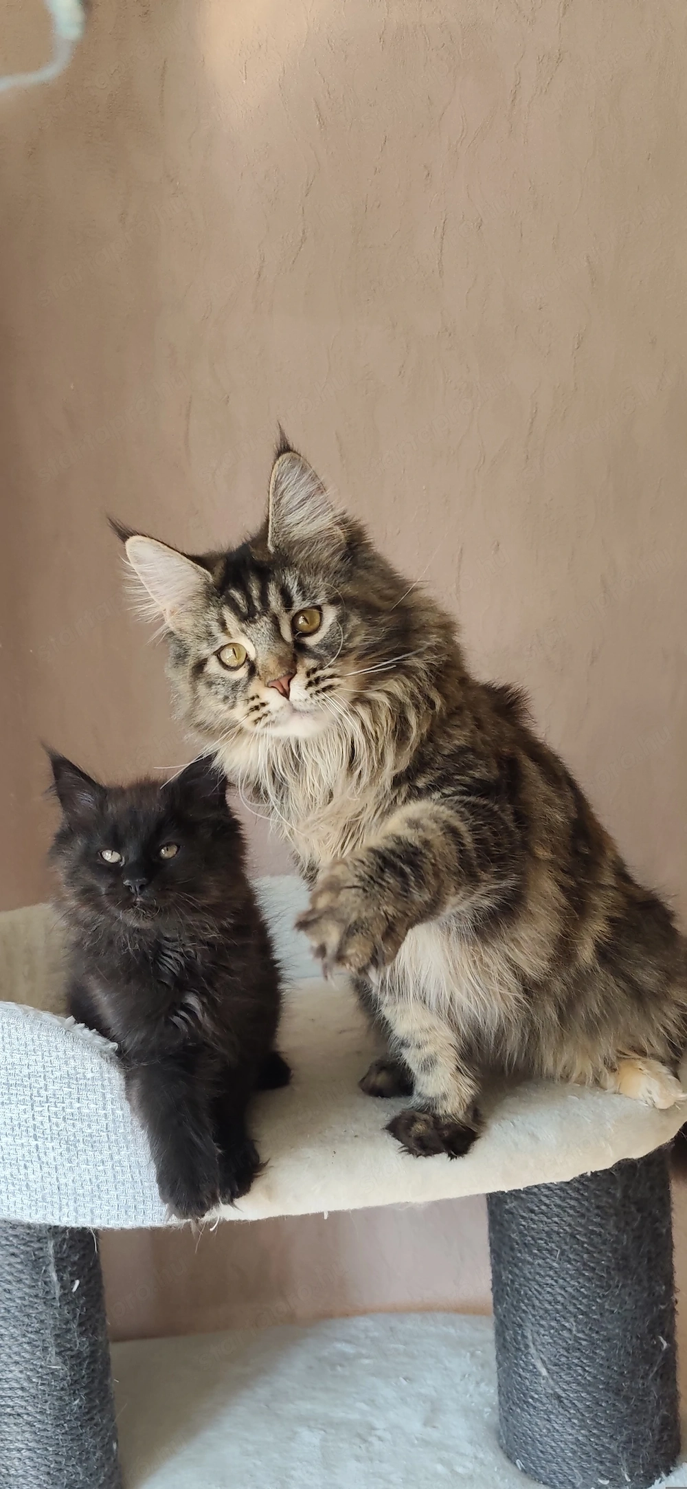 Másfél éves fajtatiszta maine coon nöstény 