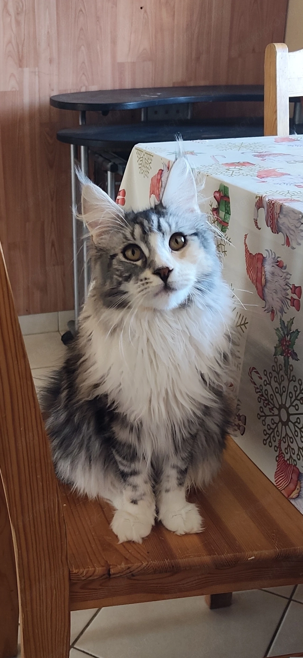 Másfél éves fajtatiszta maine coon kislány