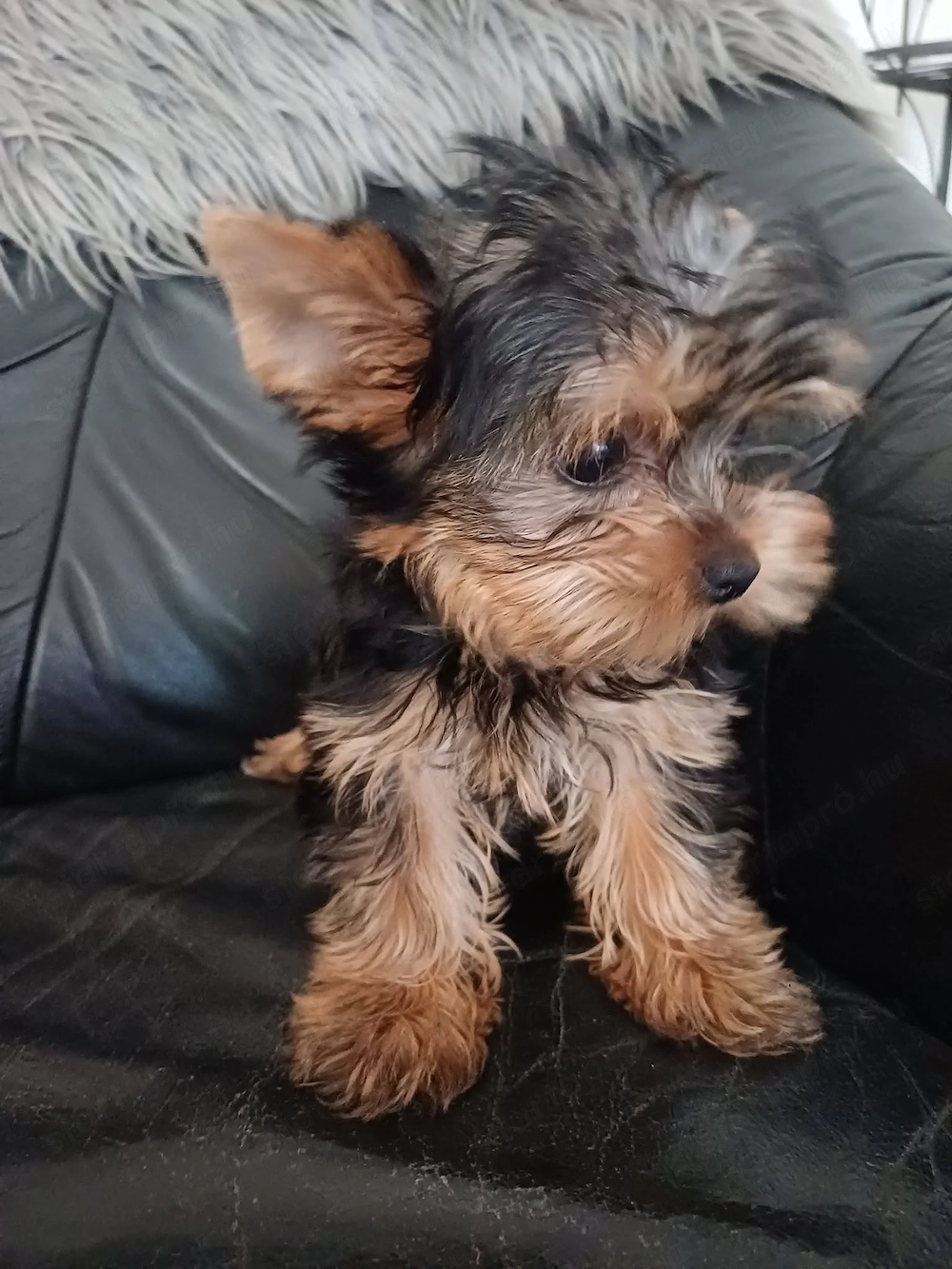 picike méretű yorkshire terrier ( yorki ) babák eladóak