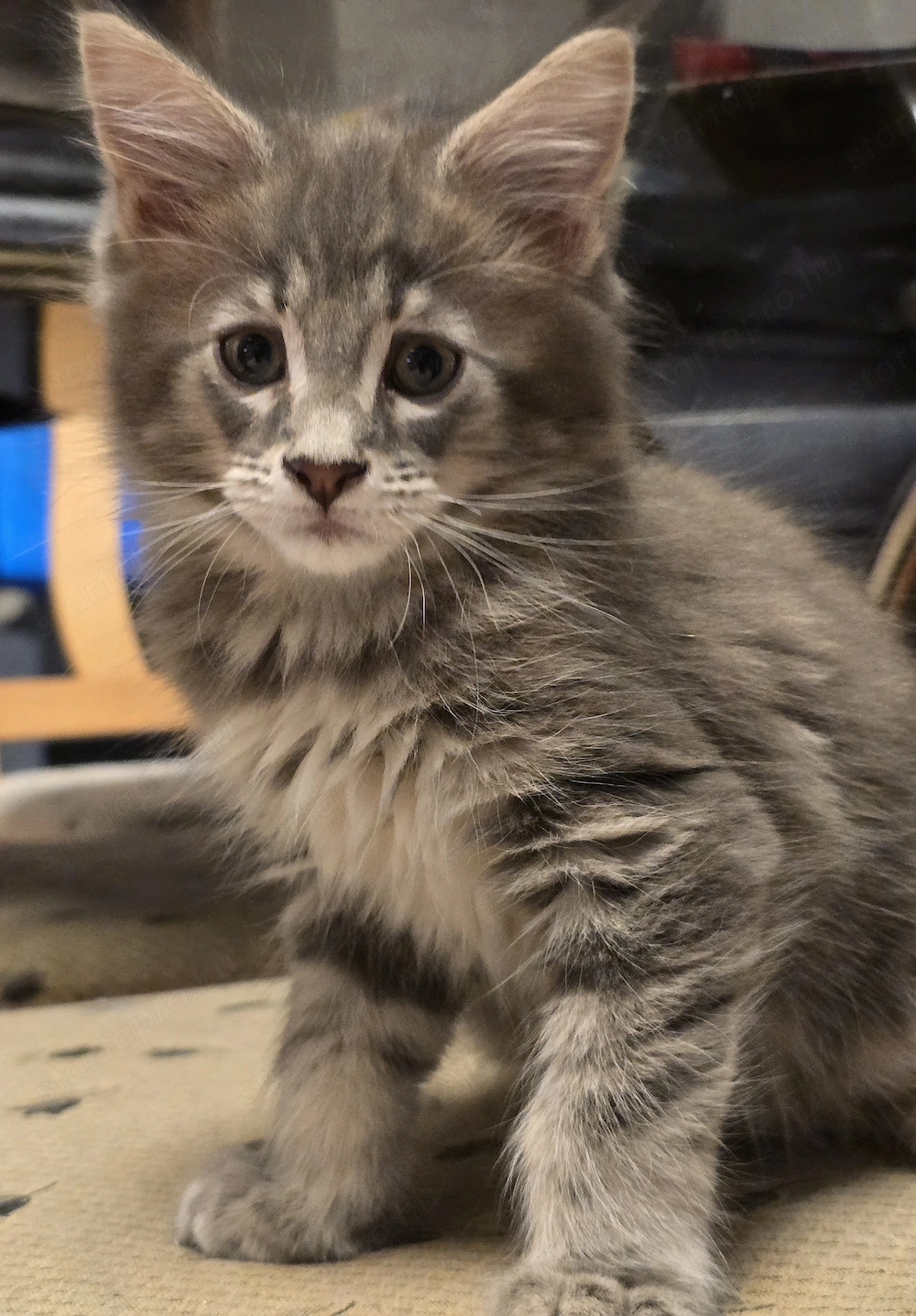 Maine coon kiscica 