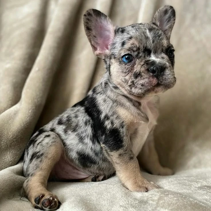 Francia bulldog kölykök 