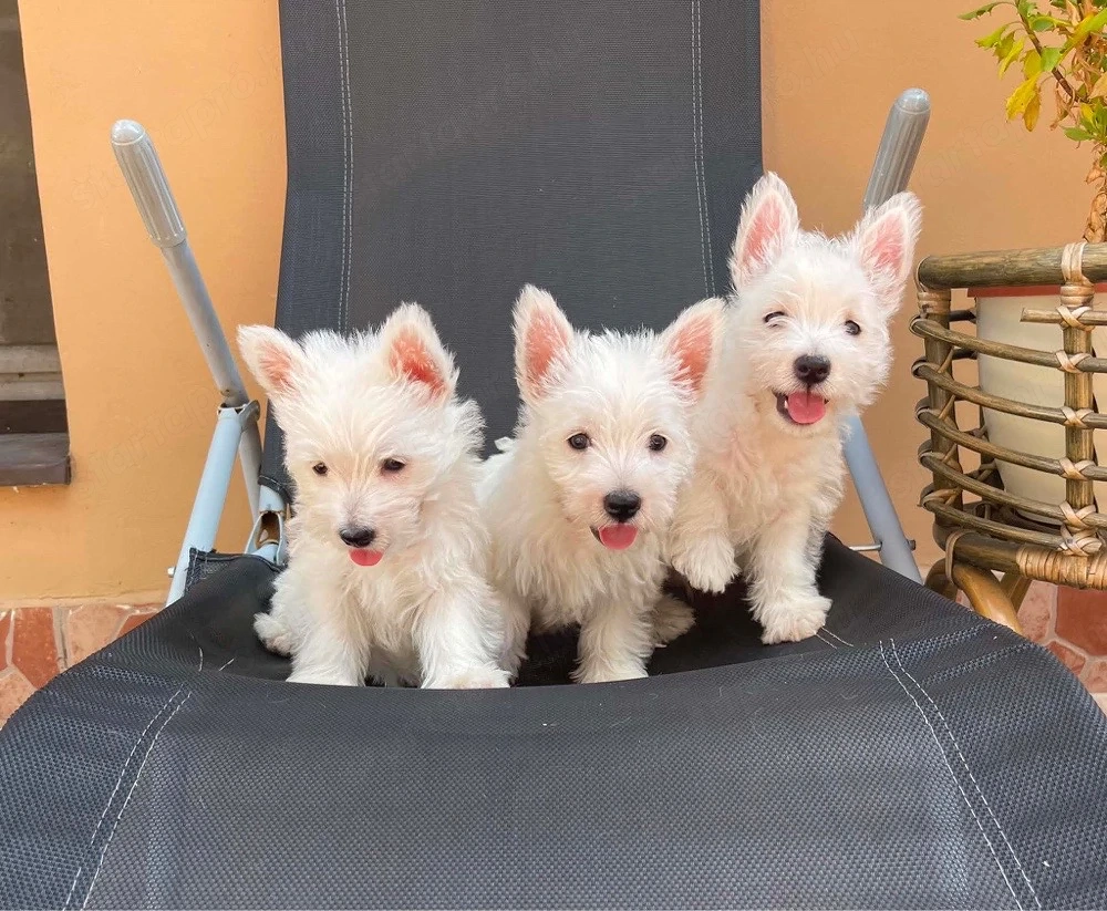 Westie kiskutyák