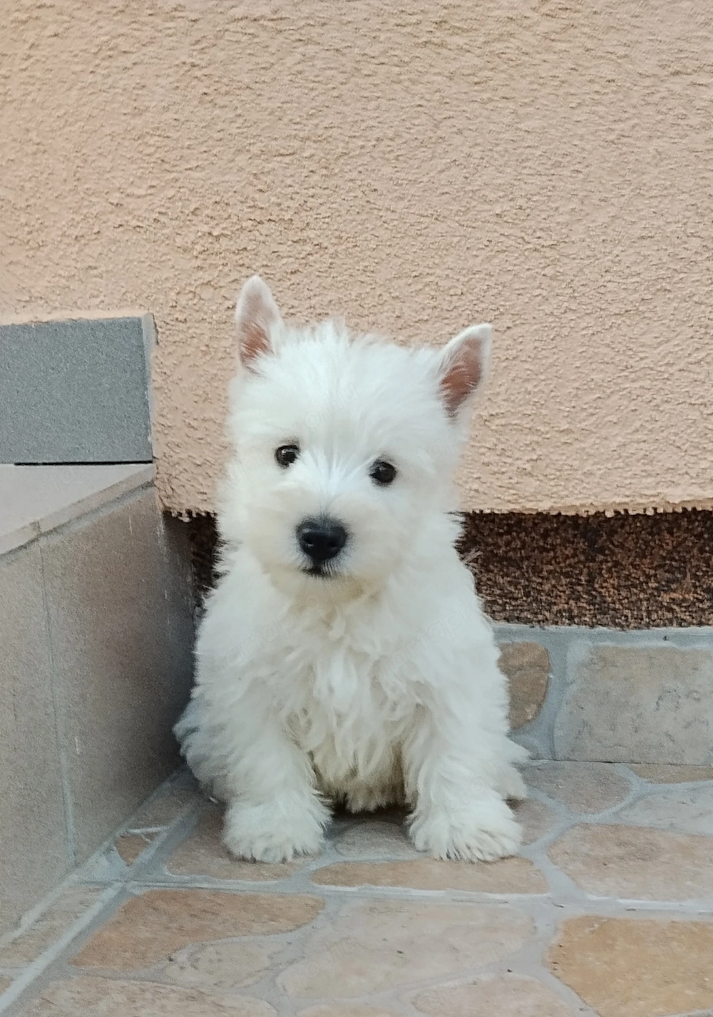 Westie 9 hetes szuka kiskutya gazdit keres 