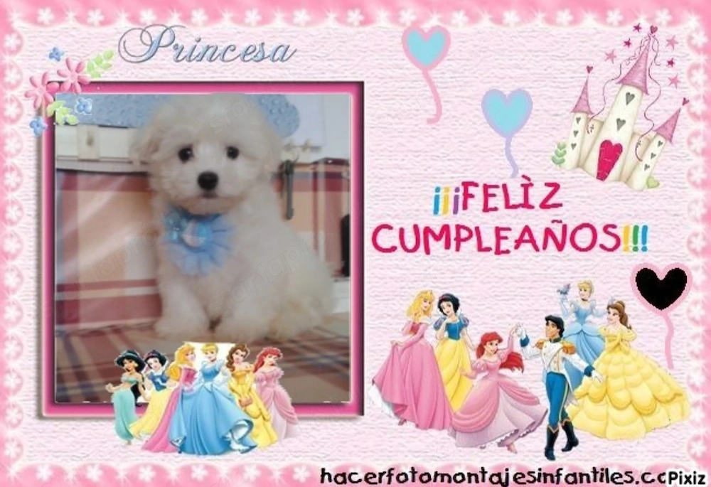 Mini Bichon Havanaese