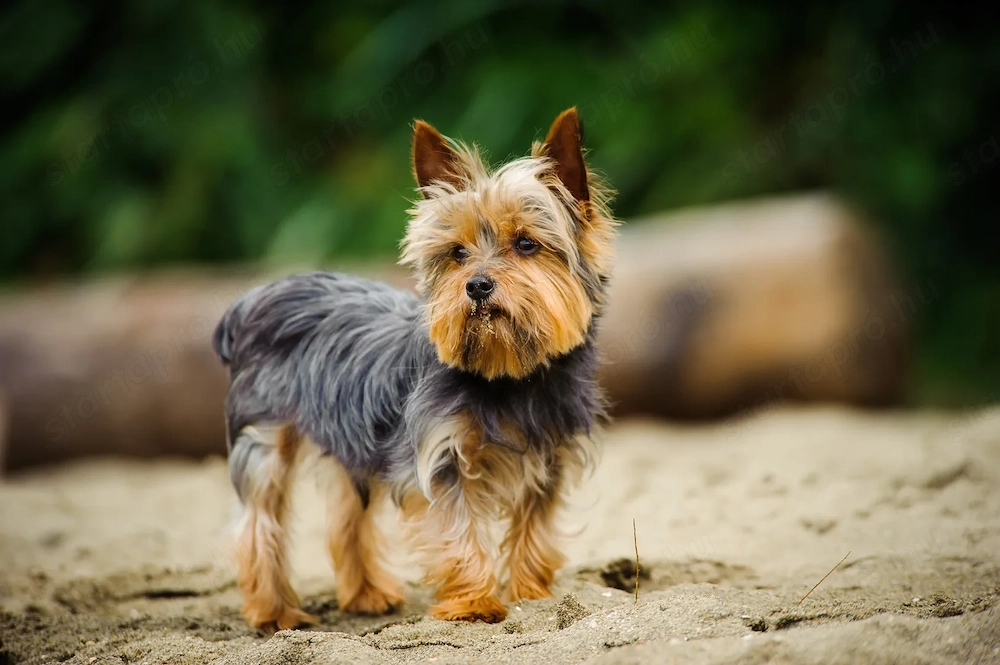 Yorkshire terrier kan 