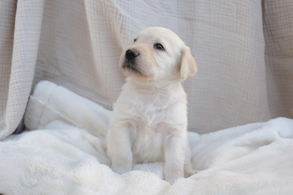 Gyönyörű Labradoodle kiskutyák szerető gazdit keresnek!