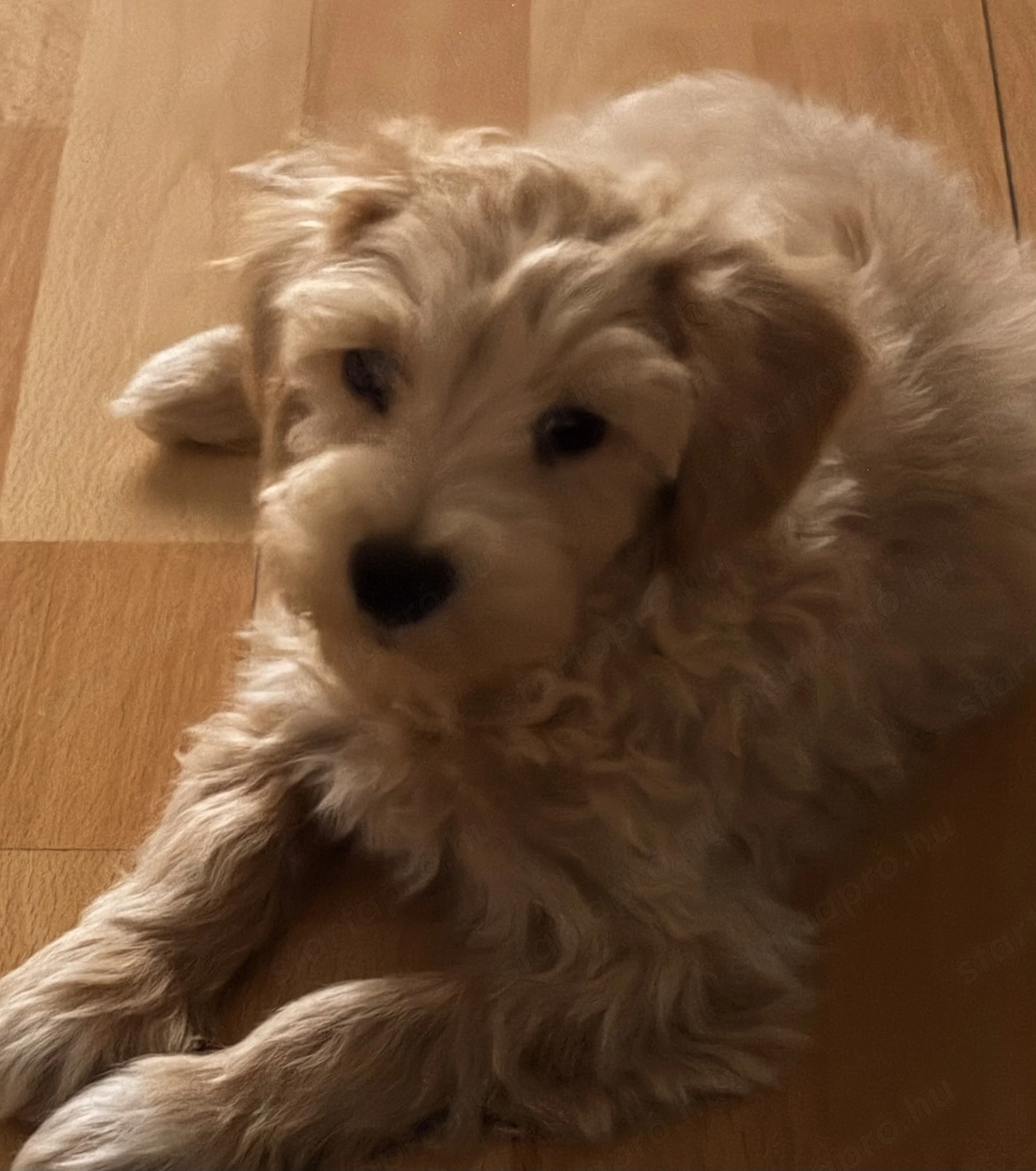 Maltipoo kiskutya sürgős