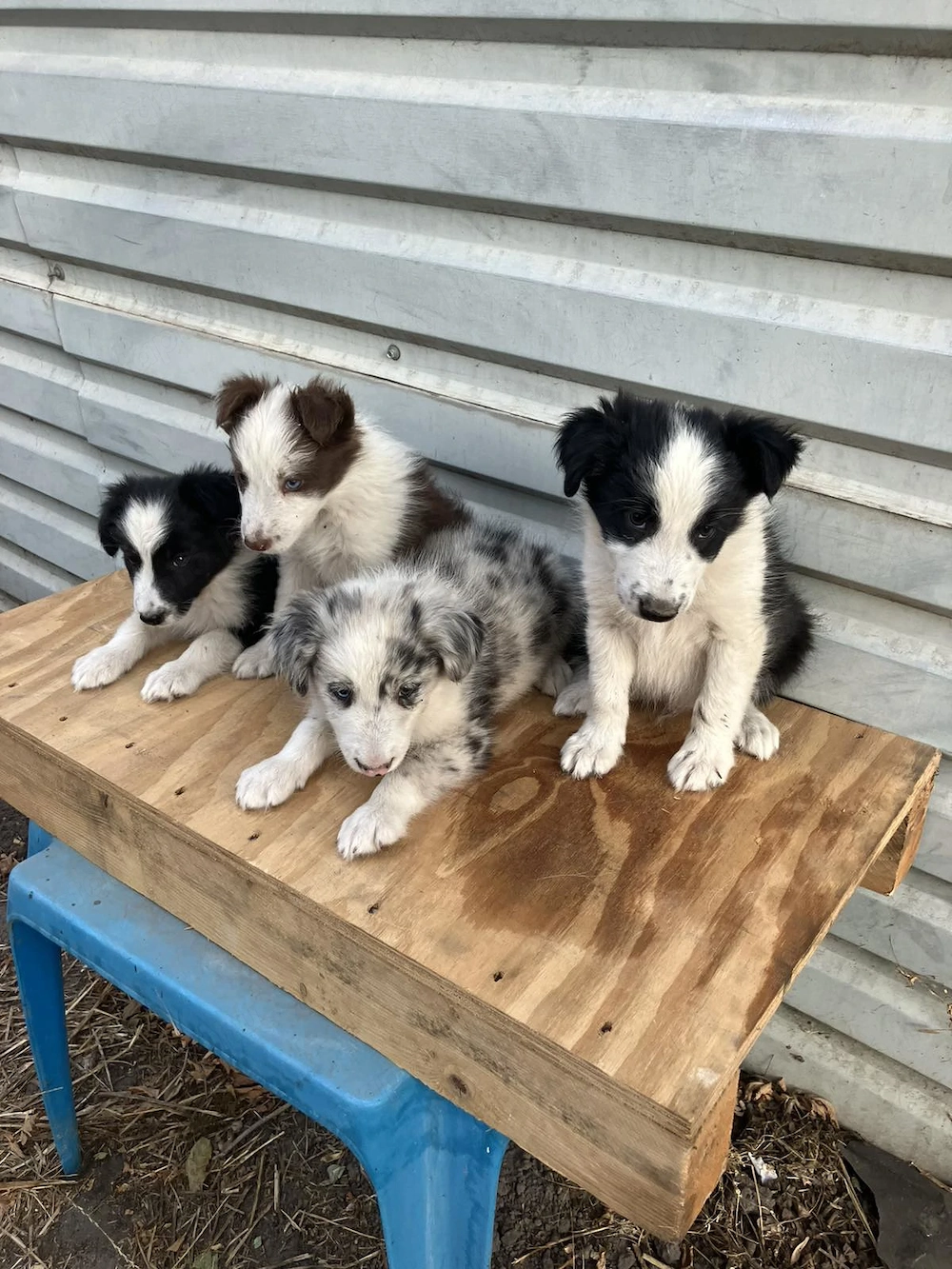 Border collie kiskutyák