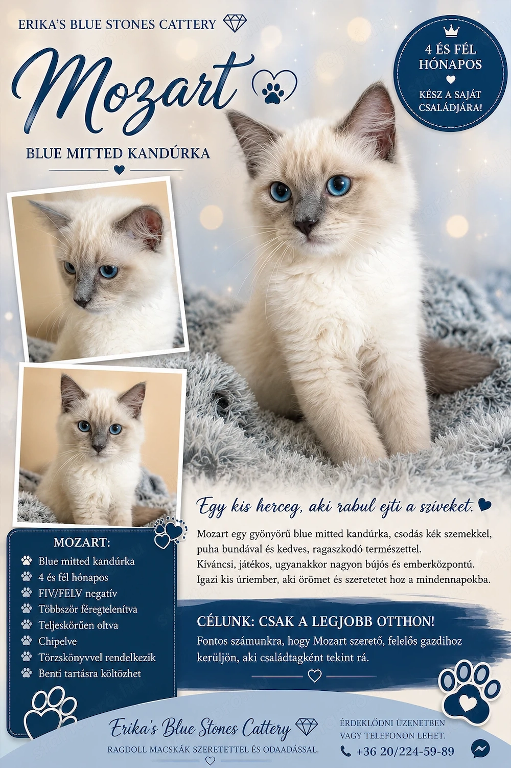 Ragdoll kandúrka szerető gazdiját keresi