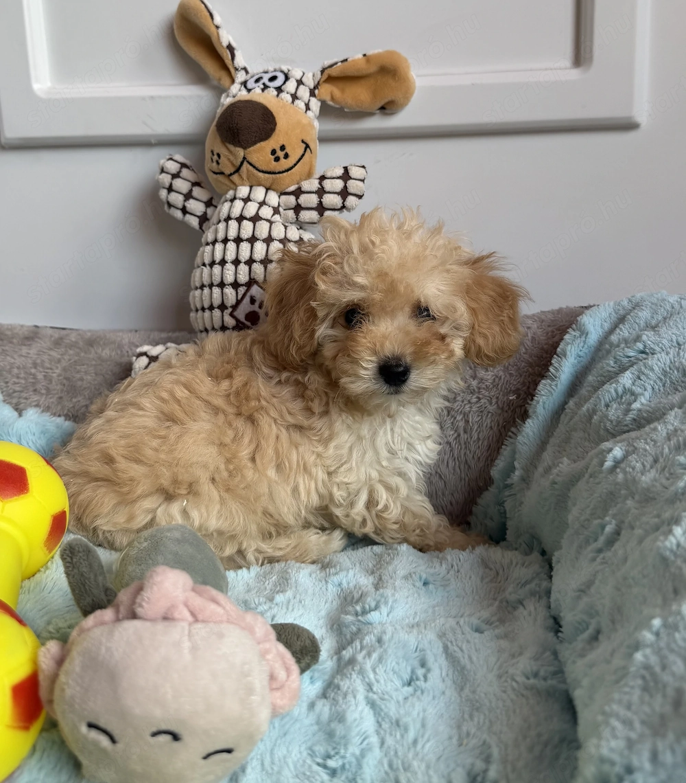 Maltipoo kisfiú gazdiját várja Toy uszkár apától 